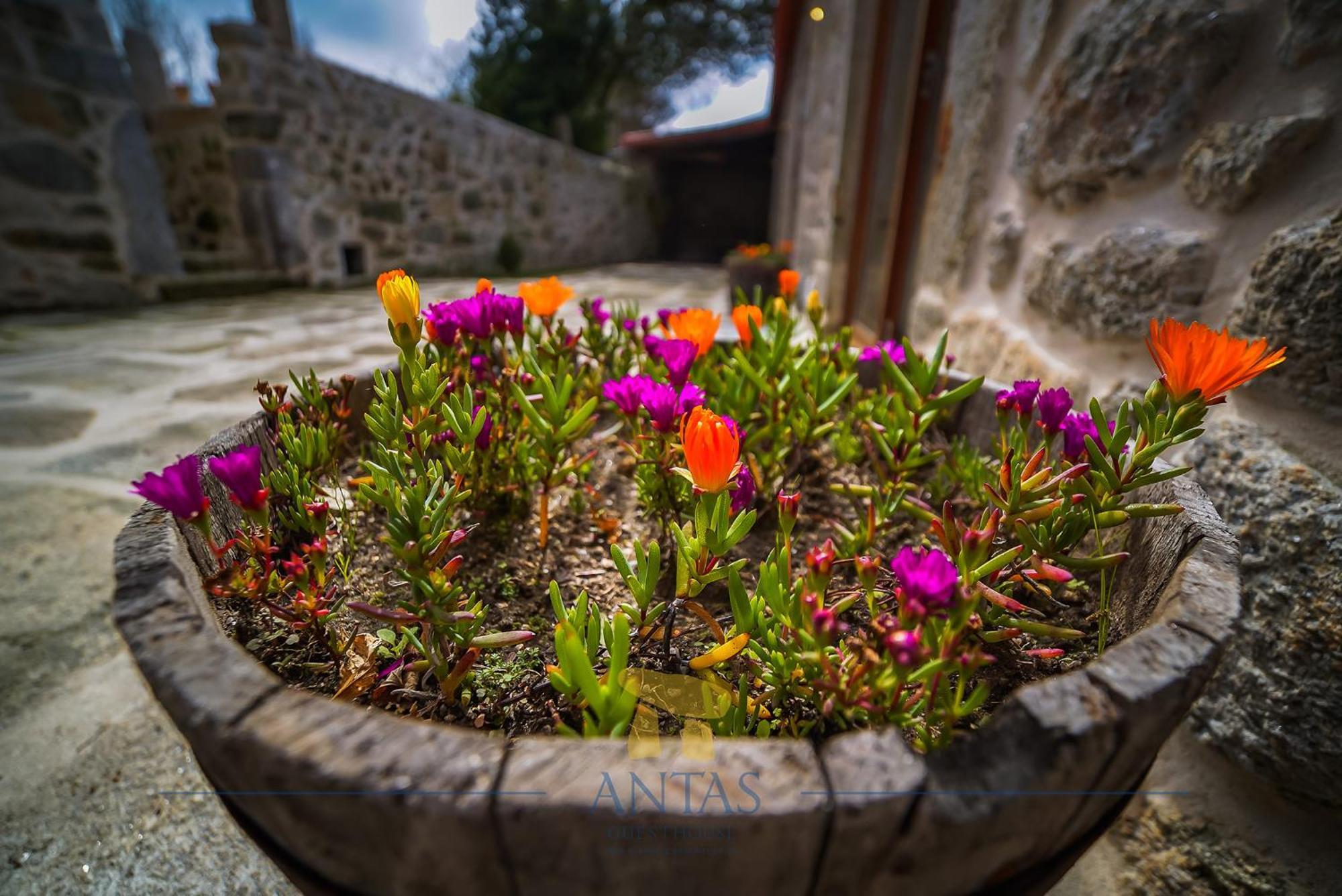 Antas Guest House Esposende Exterior photo